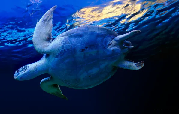Water, blue, turtle