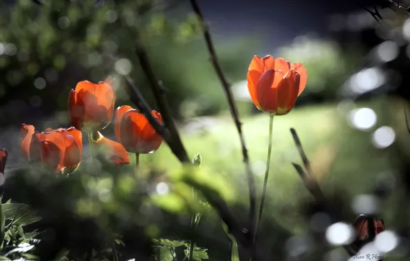 Flowers, nature, spring, tulips