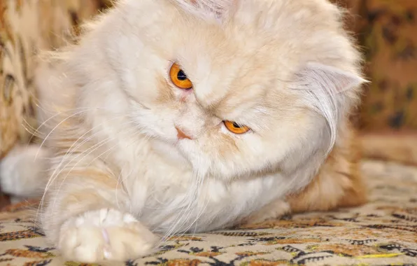 Picture cat, foot, Persian