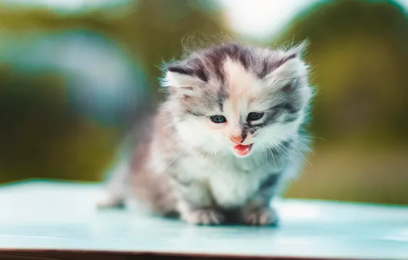 Picture background, kitty, bokeh