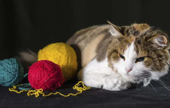 Cat, look, tangle, pose, the dark background, kitty, thread, face