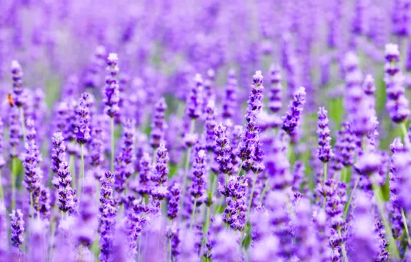 Field, nature, plant, meadow, lavender