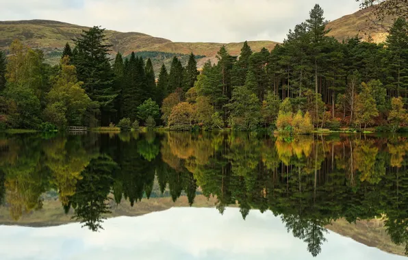 Forest, lake, reflection, shore, ate, pond