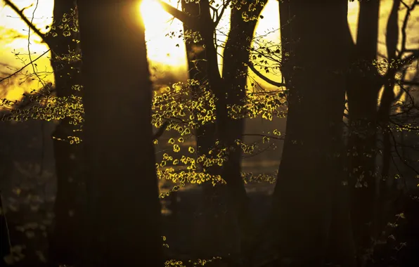 Forest, light, nature, spring