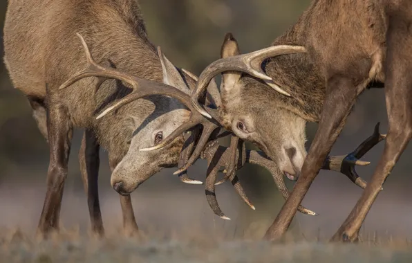 Nature, fight, duel, deer