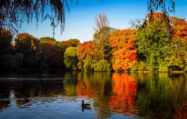 Picture trees, lake, duck, Autumn, India, autumn