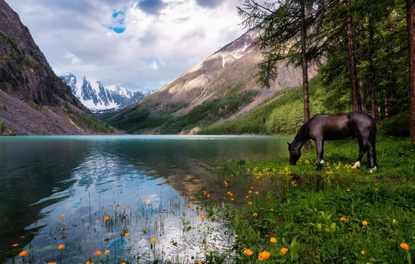 Forest, the sky, clouds, landscape, flowers, mountains, nature, lake