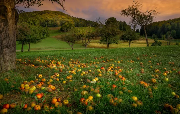 Trees, landscape, sunset, nature, apples, the evening, garden, hill