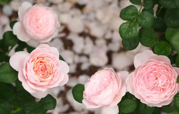 Picture leaves, roses, buds