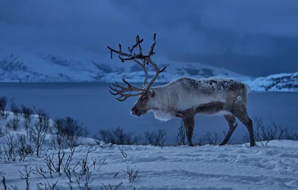 Winter, snow, deer, Norway, horns, reindeer
