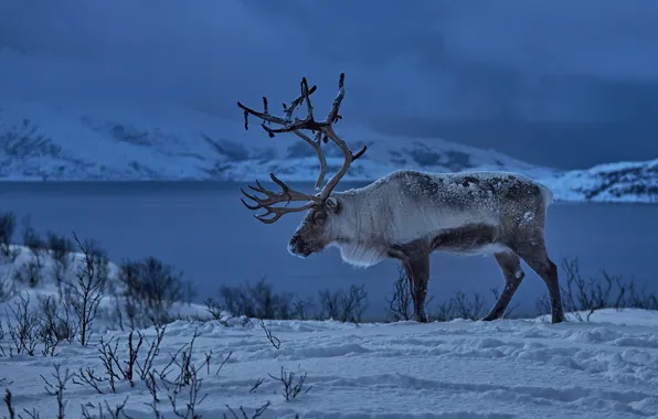 Winter, snow, deer, Norway, horns, Reindeer