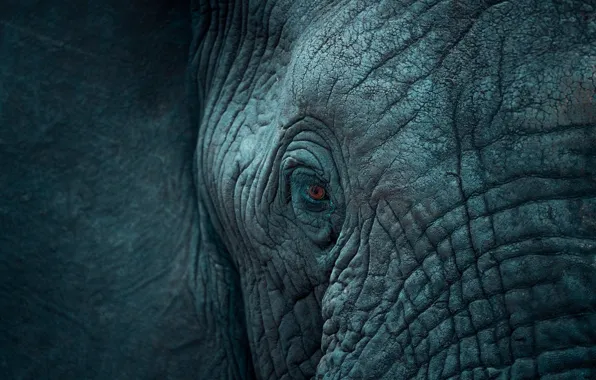 Face, close-up, eyes, elephant