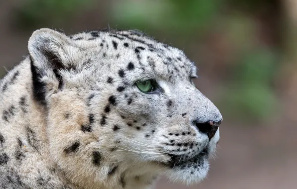 Picture look, face, snow leopard