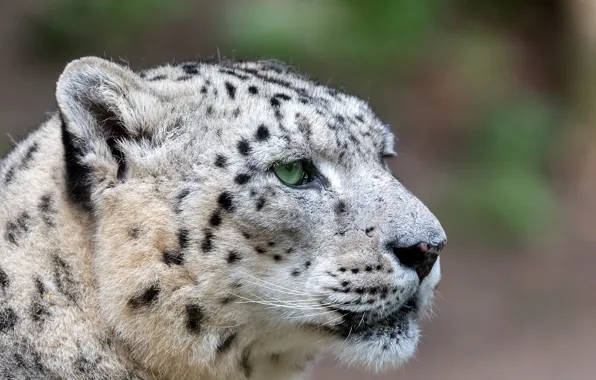 Look, face, snow leopard