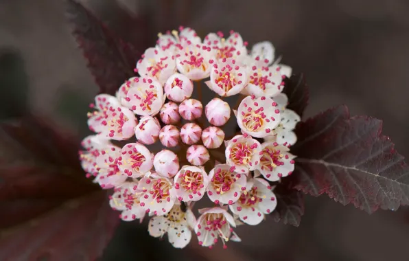 Picture leaves, nature, inflorescence