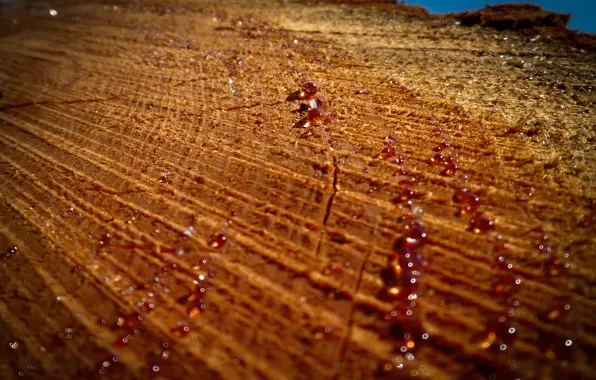 Wood, Tree, Forest, Stump, Resin