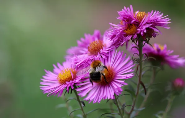 Macro, bee, background, blur, garden, pink, bumblebee, bokeh