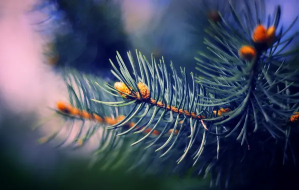 Picture macro, needles, spruce, branch