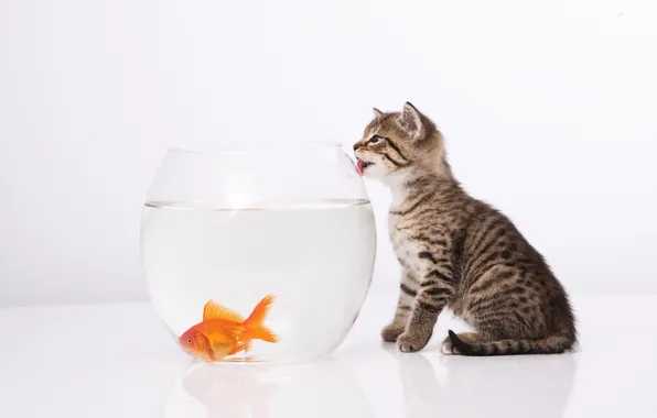 Picture cat, kitty, aquarium, fish, funny