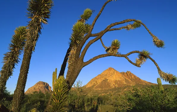 The sky, landscape, tree, mountain, cactus