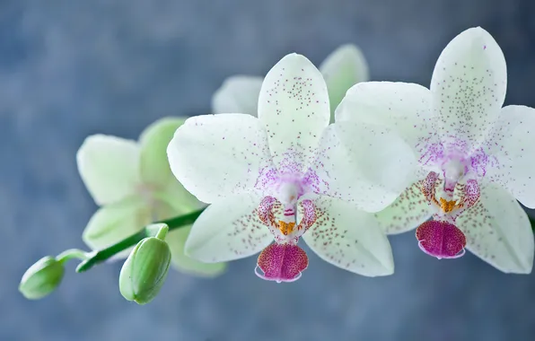 Picture flowers, petals, stem, white, Orchid, Phalaenopsis