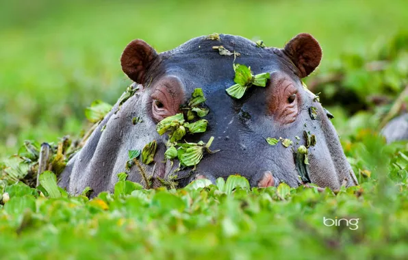 Picture leaves, Hippo, Africa, pond, Hippo, masai mara national reserve, kenya