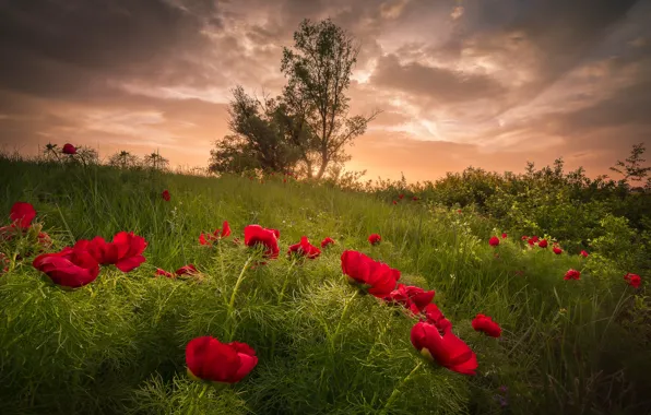 Picture summer, grass, landscape, sunset, flowers, nature, peonies, Bulgaria