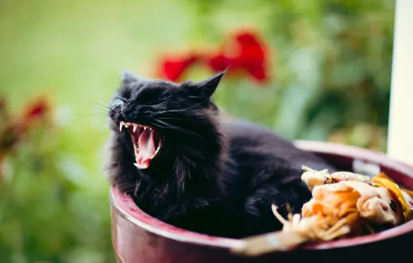 Leaves, fluffy, mouth, lies, pot, black cat, yawns, blurred background