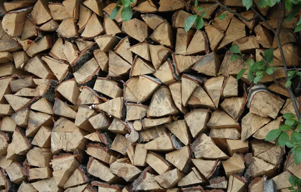 Summer, leaves, tree, wood, summer, birch, leaves, tree