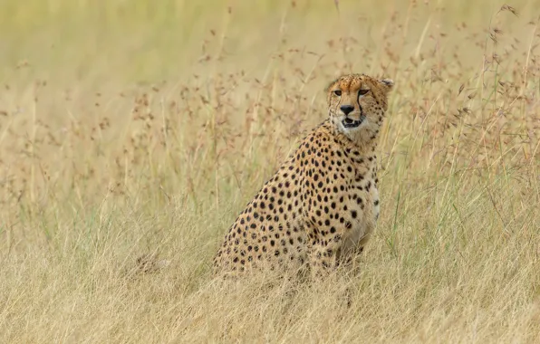 Picture field, grass, Cheetah, sitting