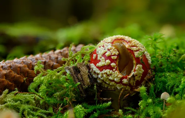 Autumn, forest, mushroom, moss, mushroom, hole, bump, bokeh