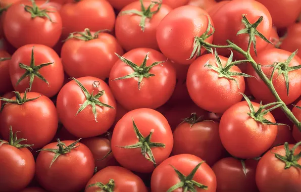 Harvest, red, tomatoes, a lot, on the branch, tomatoes, AI art, neural network