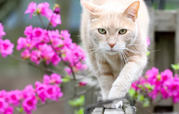 Cat, look, flowers, bokeh