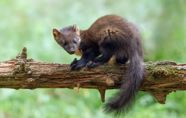 Look, nature, pose, face, marten