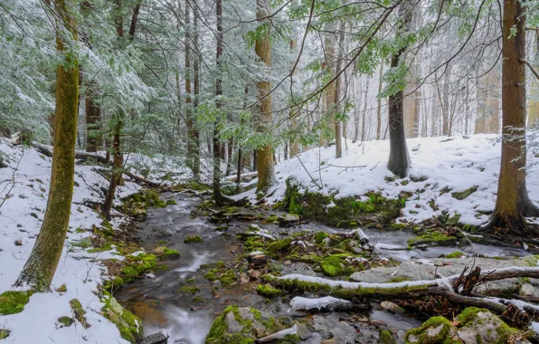 Winter, forest, snow