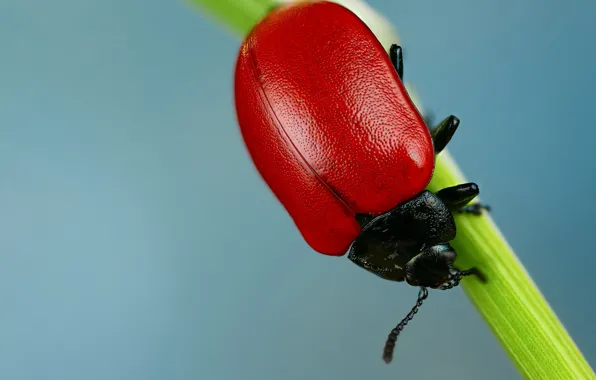 Macro, beetle, insect