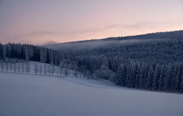 Winter, forest, snow, trees, Germany, ate, Germany, Saxony