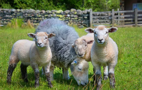 Greens, summer, grass, look, stones, glade, the fence, sheep