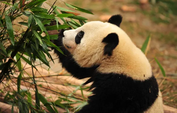 Bamboo, bear, Panda