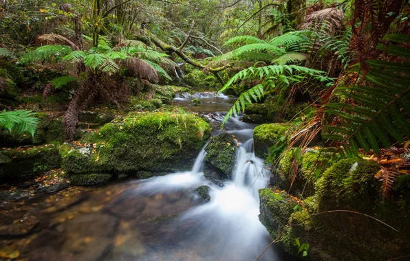 Picture forest, nature, river, stream, waterfall, ferns