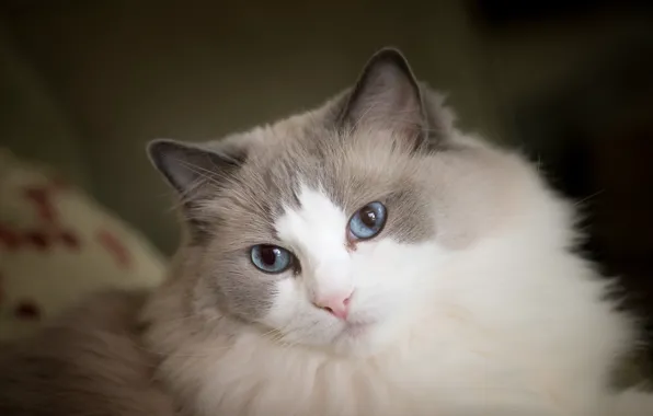 Cat, look, muzzle, blue eyes, fluffy, Ragdoll