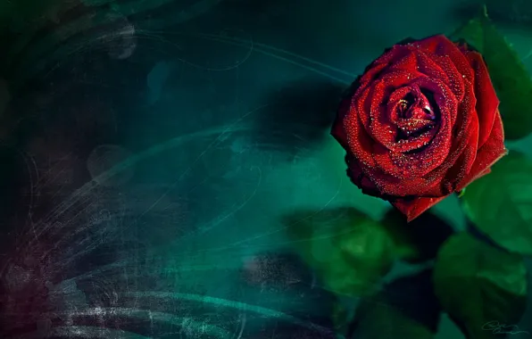 Picture rose, turquoise, background