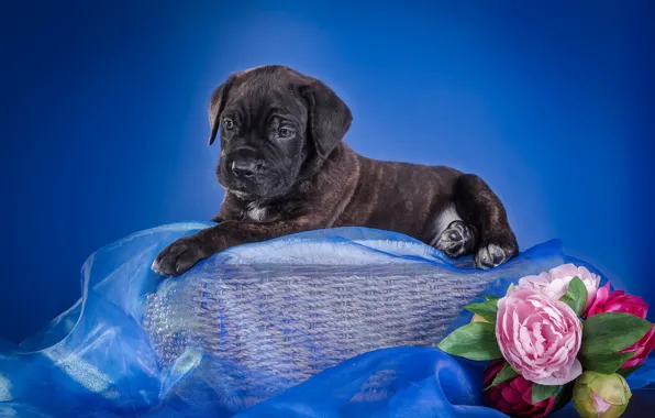 Picture flowers, basket, puppy, fabric, cane Corso
