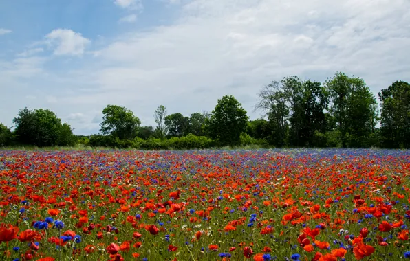 Picture field, summer, Maki, Sweden, cornflowers, Kalmar, Farjestaden