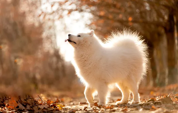 Language, look, light, trees, nature, pose, foliage, dog