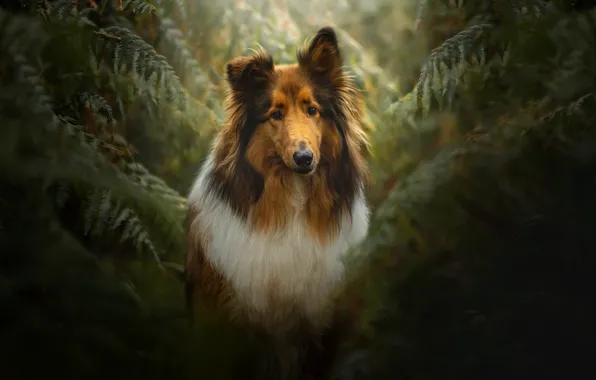 Picture leaves, the dark background, thickets, portrait, dog, fern, collie