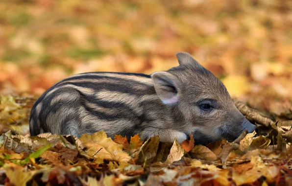 Autumn, look, face, leaves, pose, background, glade, foliage