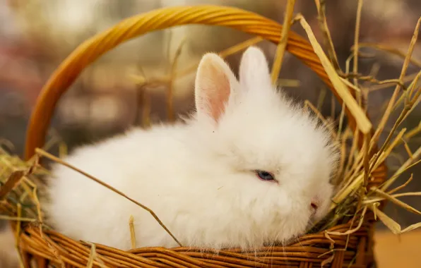 White, rabbit, basket, Bunny, rabbit, hare