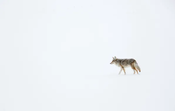 Winter, snow, coyote, meadow wolf