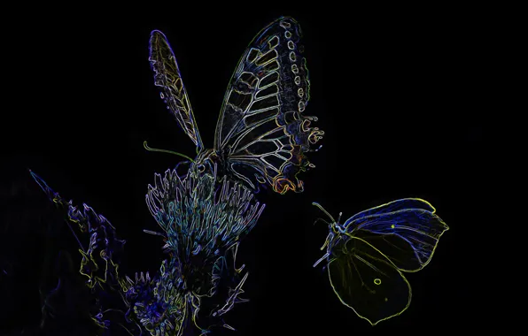 Lights, butterfly, silhouette, moth